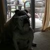 rdvmms